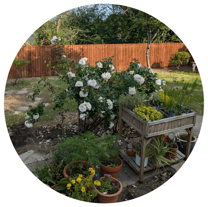 Cluttered garden with overgrown plants and fallen leaves before cleanup.