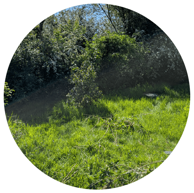 Backyard fully cleaned with pruned plants and no debris remaining.