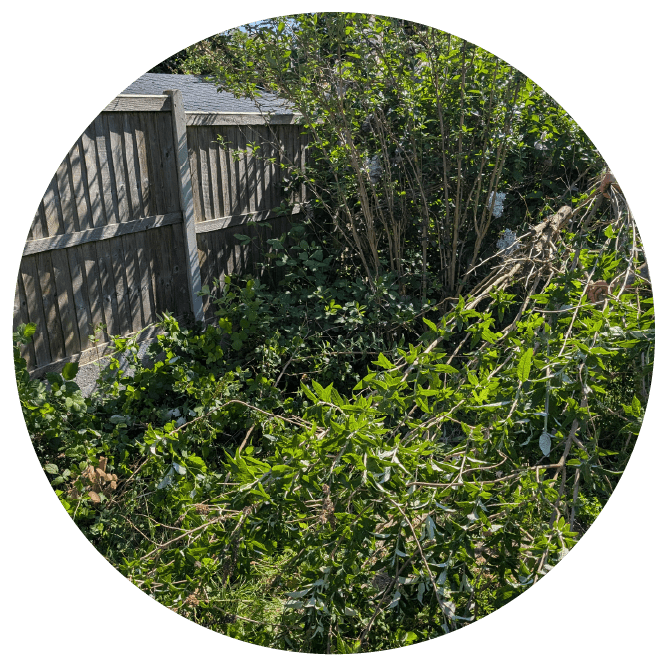 Overgrown lawn with uneven grass and patchy brown areas before maintenance.