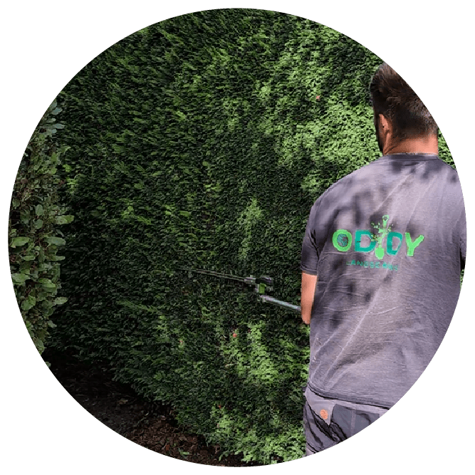 Perfectly shaped hedge with clean lines after professional trimming.